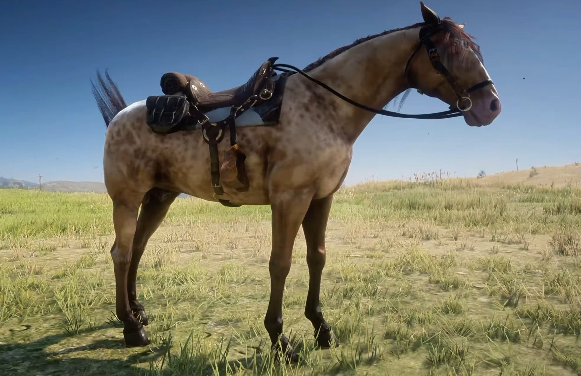 Missouri Fox Trotter RDR2