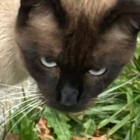 Meownite