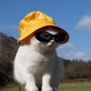 CallMePookie