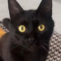 black_snail