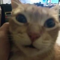 Toddew